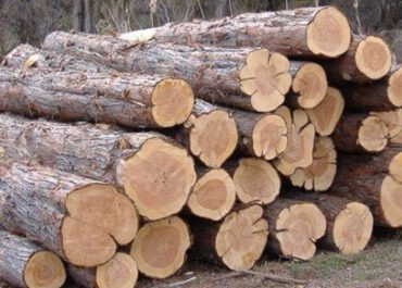 სამეგრელო-ზემო სვანეთში ხე-ტყის უკანონო მოპოვების 31 ფაქტი გამოვლინდა