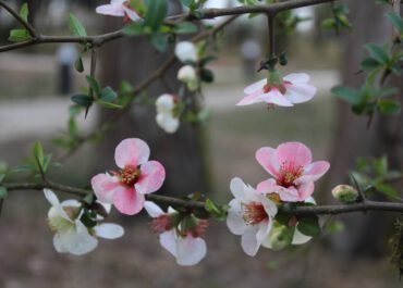 ქვეყნის მასშტაბით, 2 აპრილს თბილი და უნალექო ამინდი იქნება, 3-4 აპრილს კი  დროგამოშვებით ნალექია მოსალოდნელი