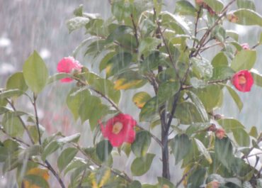 5-7 მარტს შენარჩუნებული იქნება შედარებით ცივი და დროგამოშვებით ნალექიანი ამინდი