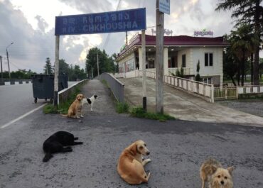 სესი განცხადებას ავრცელებს მიუსაფარი ძაღლების გადაყვანის ფაქტთან დაკავშირებით