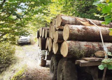 ხე-ტყის უკანონო მოპოვების და ტრანსპორტირების ფაქტებზე კანონმდებლობა გამკაცრდა