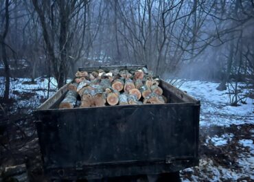ხე-ტყის უკანონო მოპოვება-ტრანსპორტირების 19 ფაქტი გამოვლინდა