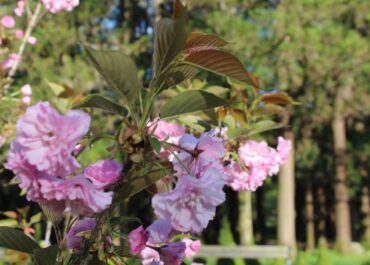 14-15 მარტს დასავლეთ საქართველოში სითბოს ფონზე ზოგან წვიმა და ძლიერი აღმოსავლეთის ქარია მოსალოდნელი