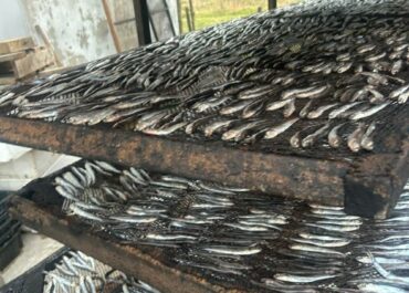 სეს-მა თევზის შესაბოლ არალეგალურ საწარმოში კრიტიკული შეუსაბამობები გამოავლინა