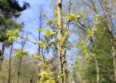 ბოტანიკური ბაღის კოლექციას ორი ახალი სახეობის მუხა შეემატა