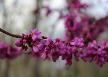 1 მაისამდე საქართველოში შენარჩუნებული იქნება გრილი და ზოგან მცირე ნალექიანი ამინდი