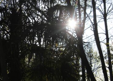 18 აპრილს თბილი და უმეტესად უნალექო ამინდი იქნება, ხოლო 19-20 აპრილს კვლავ ნალექიანი და ქარიანი ამინდია მოსალოდნელი