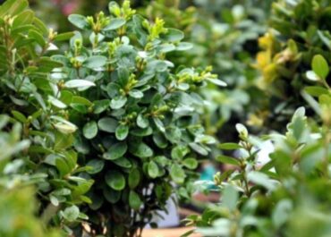 მართლმადიდებელი ეკლესია ბზობის დღესასწაულს აღნიშნავს