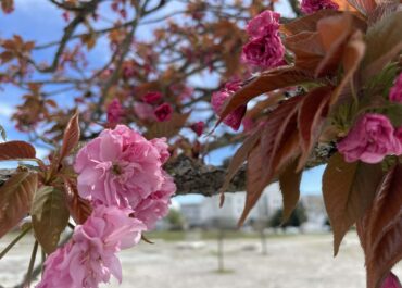 უახლოეს დღეებში თბილი და უმეტესად უნალექო ამინდია მოსალოდნელი