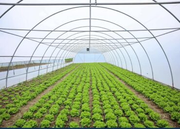 დევნილი და ეკომიგრანტი ოჯახების მიწის ნაკვეთებზე სასათბურე მეურნეობები მოეწყობა