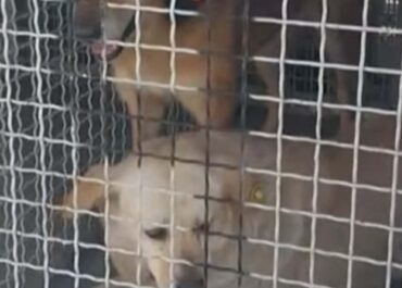 სურსათის ეროვნული სააგენტო განცხადებას ავრცელებს