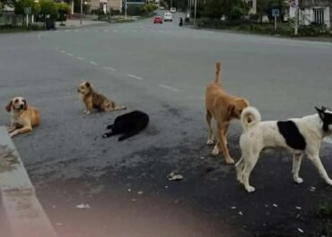 სურსათის ეროვნული სააგენტო განცხადებას ავრცელებს